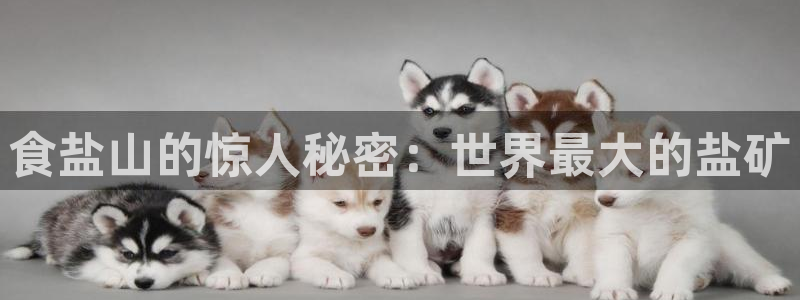 威九国际网站是多少