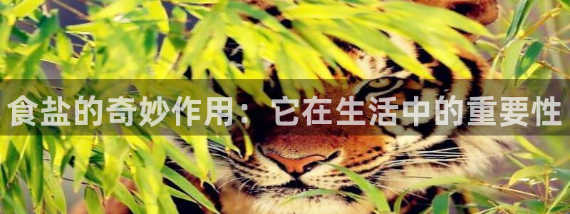 威九国际8ⅹ8x